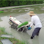 田んぼで男性が田植をしている