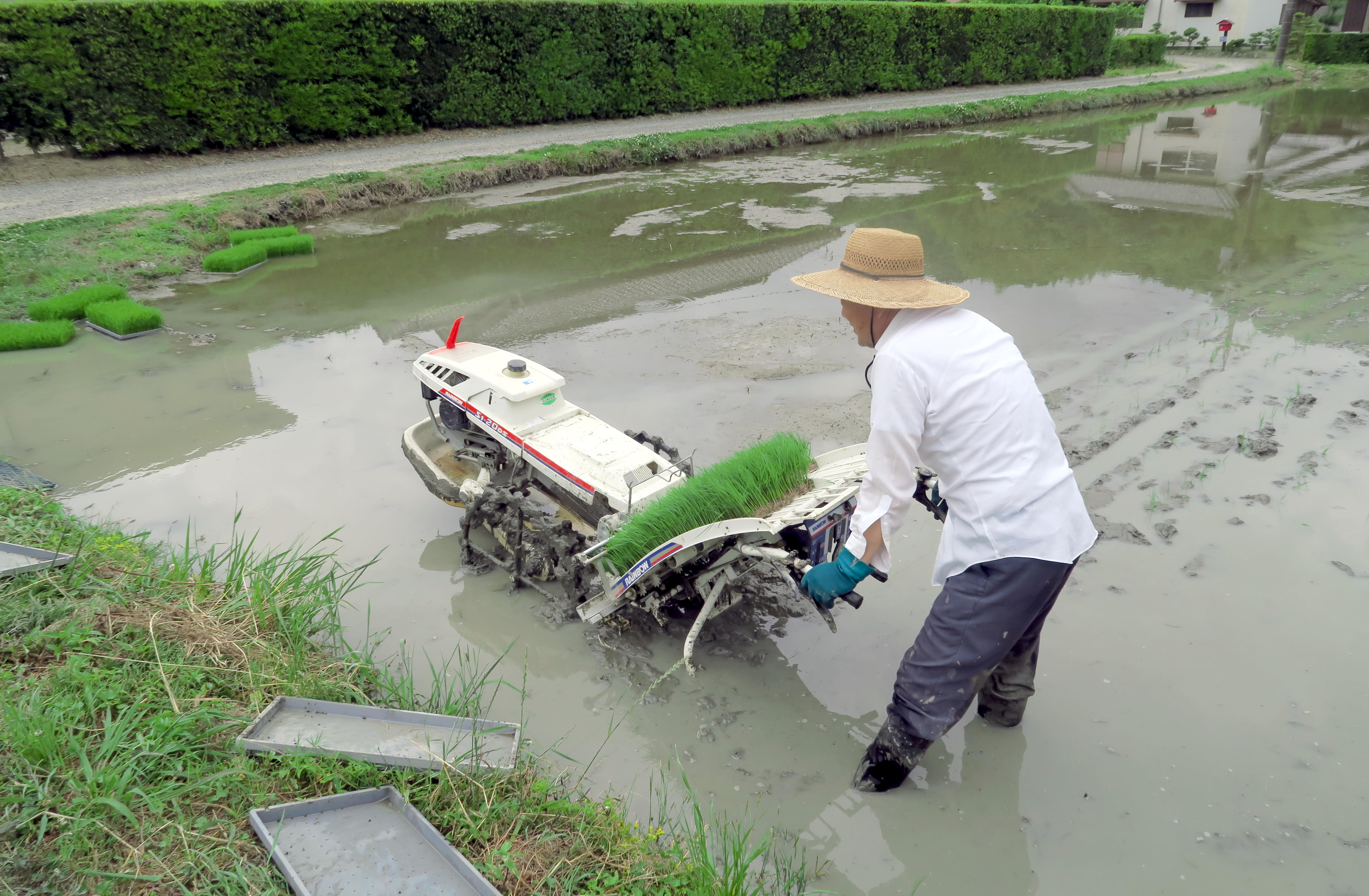 田んぼで男性が田植をしている