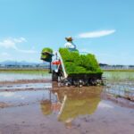 青空の下田植えをしている男性