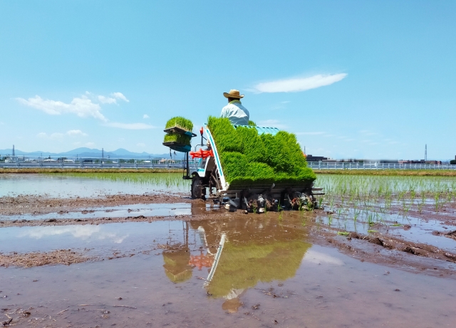 青空の下田植えをしている男性