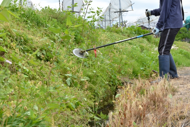 草刈り機で草を刈る様子