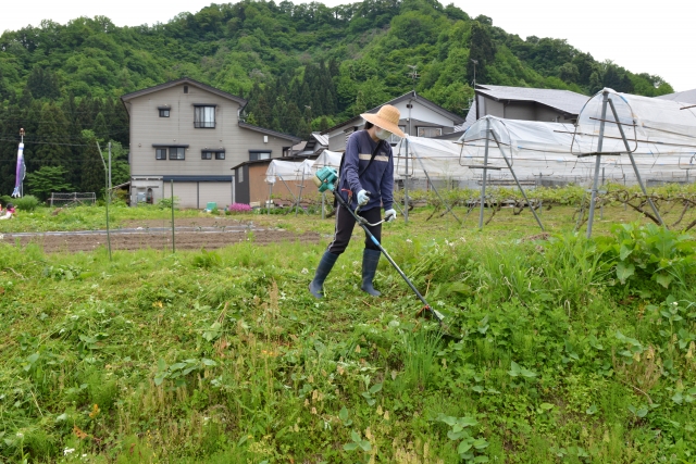 女性が畑で草刈機を使って草刈りをしている