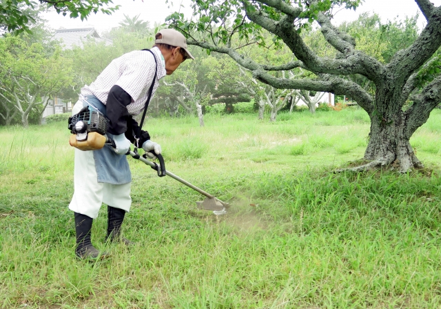 男性が草刈機で草刈りをしている