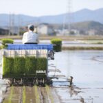 田植え