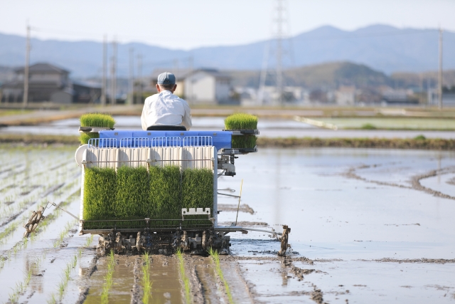 田植え