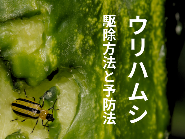 【ウリハムシ】駆除方法と予防法!放置してはいけない理由とは? - あぐり家・農機具買取コラム