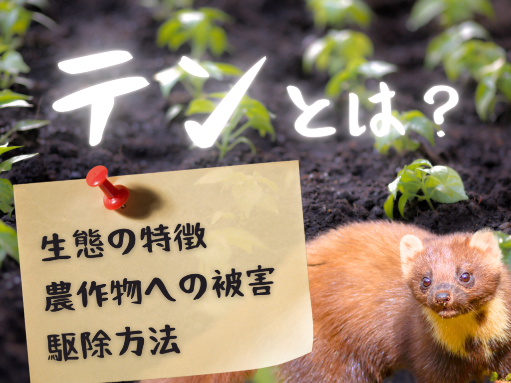 テンとは?生態の特徴や農作物への被害の全貌、駆除方法も解説! - あぐり家・農機具買取コラム