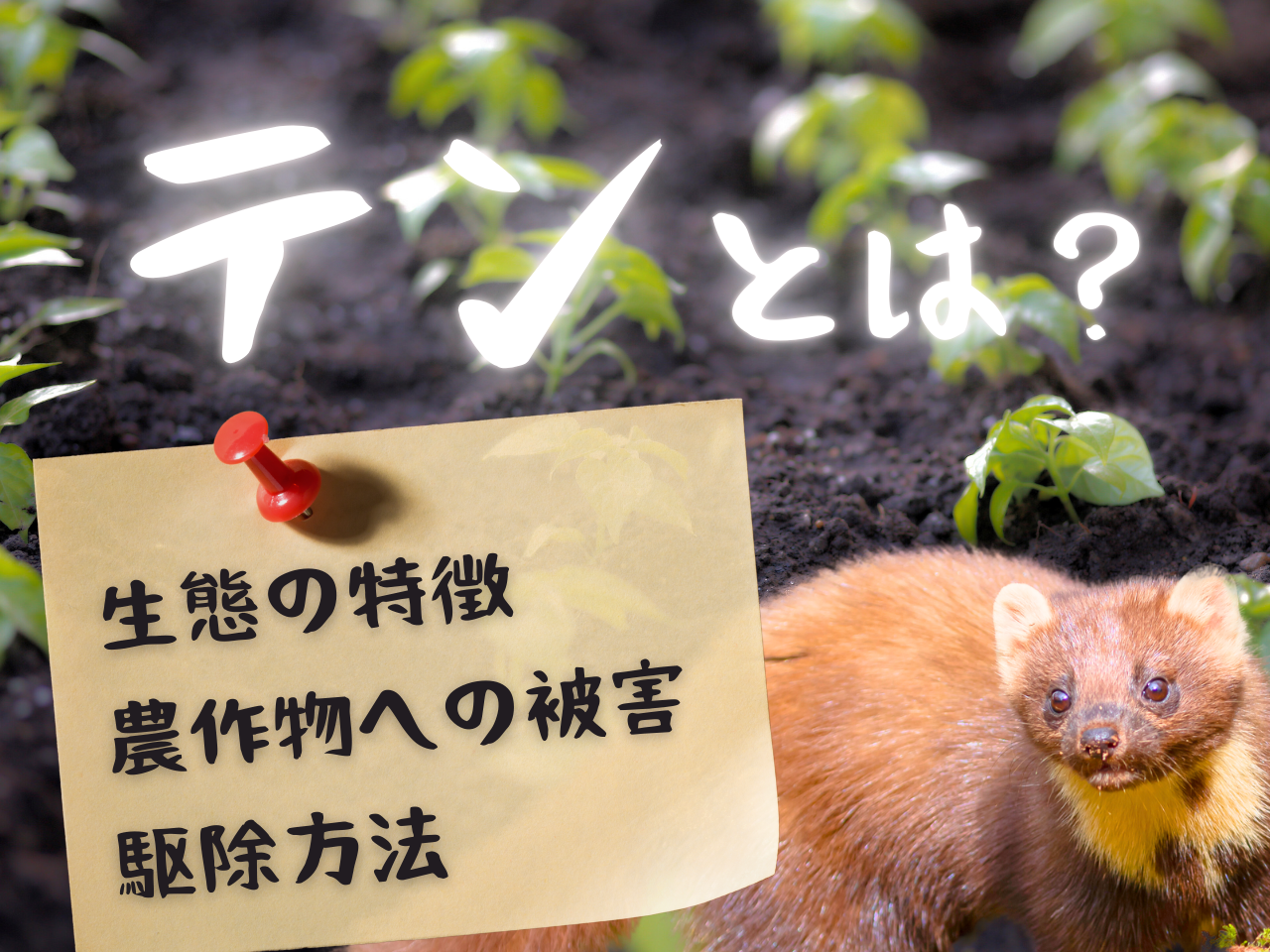テンとは？生態の特徴や農作物への被害の全貌、駆除方法も解説！ - あぐり家・農機具買取コラム